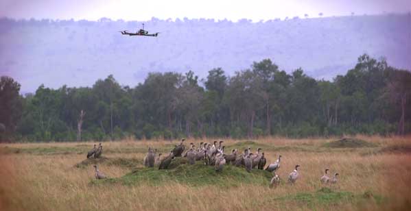 Un drone dans la savane