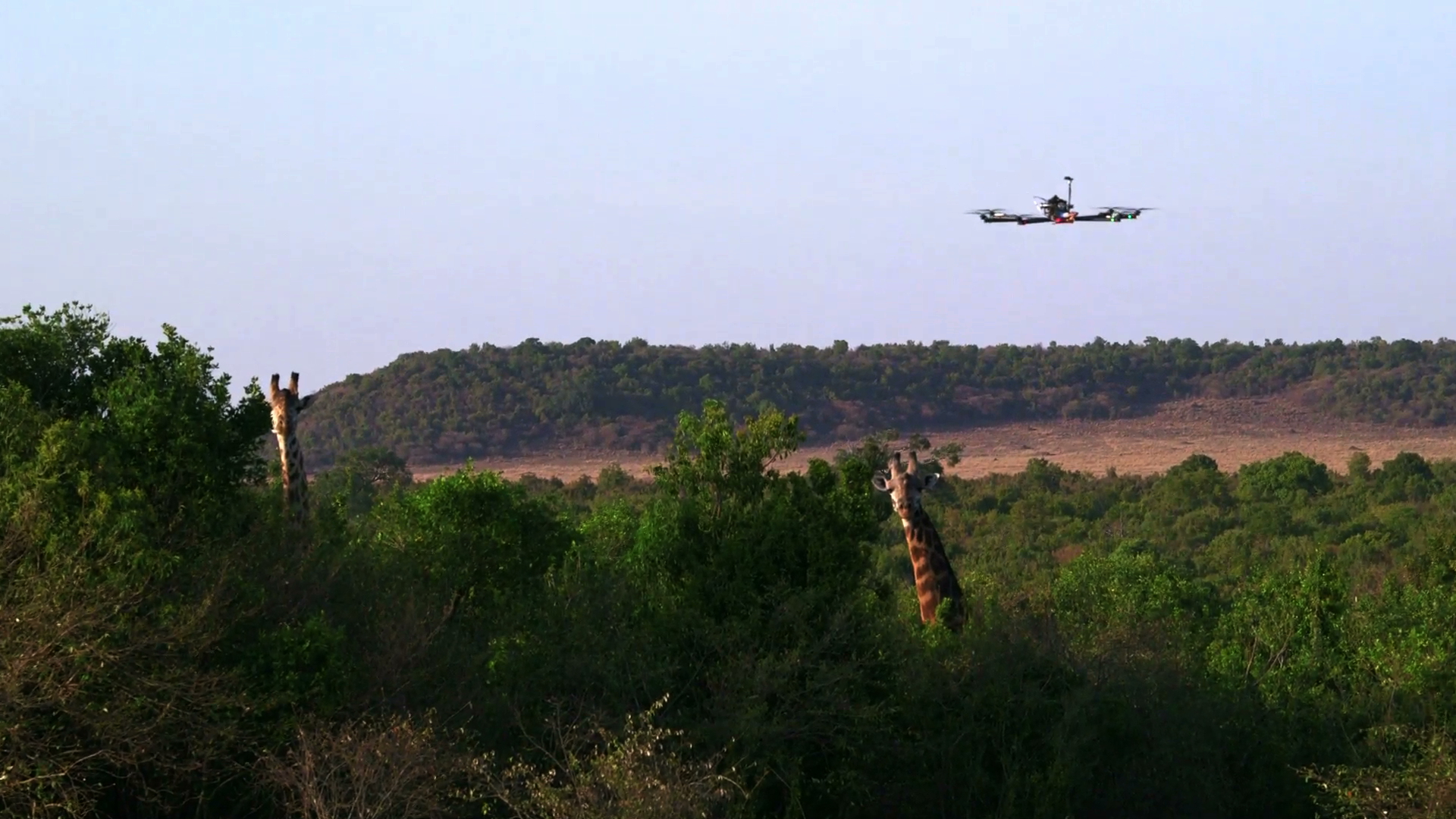 UN DRONE DANS LA SAVANE